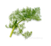 finocchietto_selvatico_siciliano-singolo