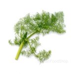 finocchietto_selvatico_siciliano-singolo